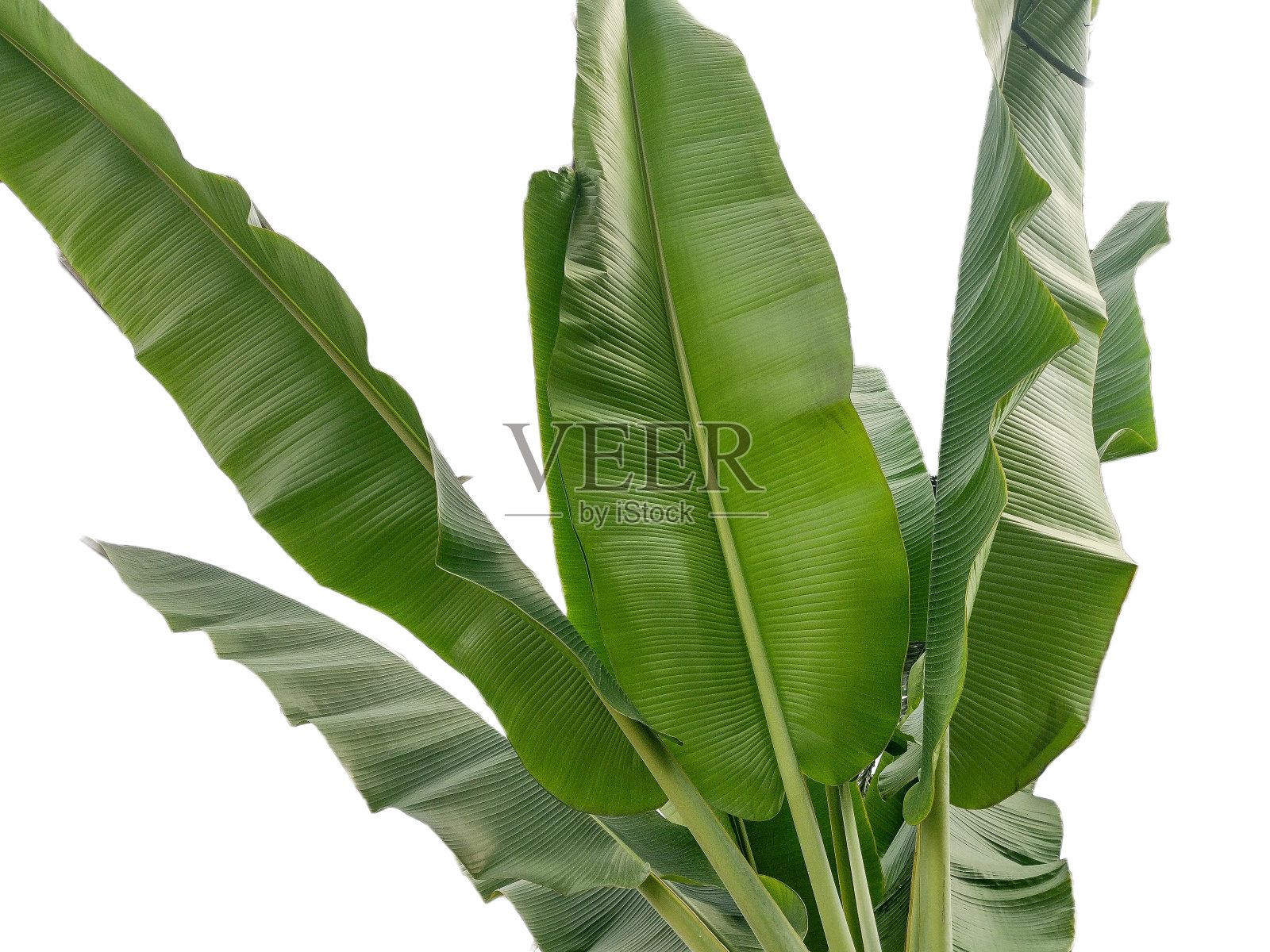孤立在白色背景上的香蕉叶照片摄影图片