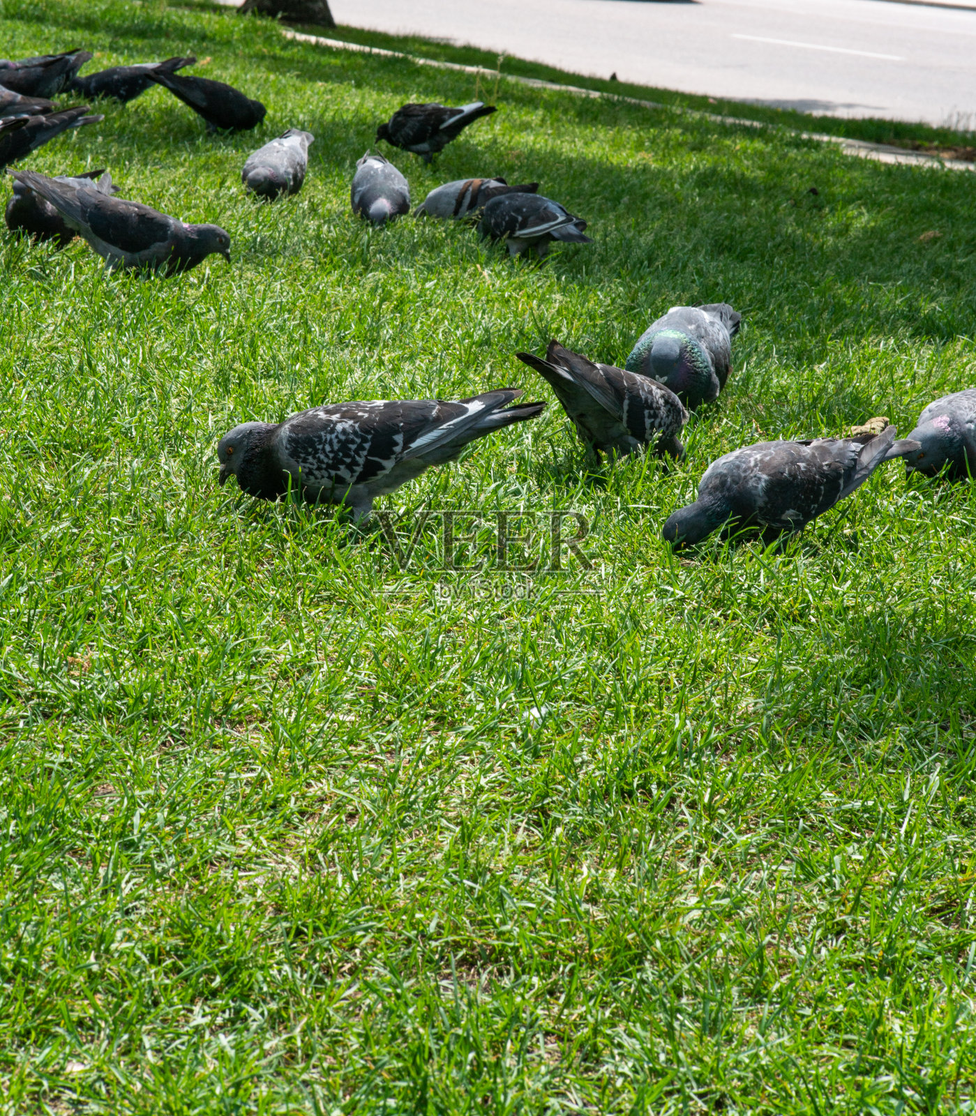 公园里鸽子的特写镜头照片摄影图片