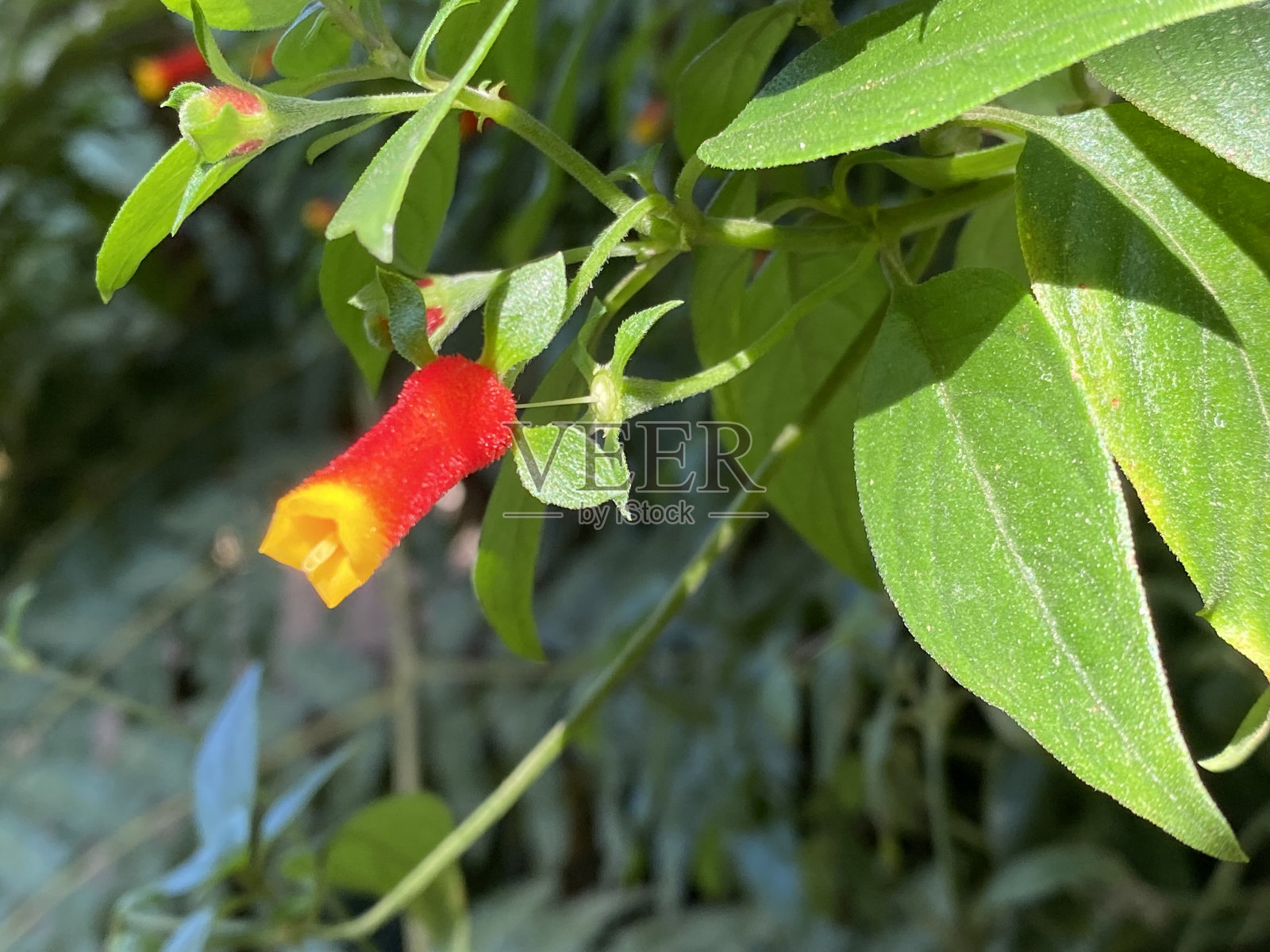 热带植物马尾草(Manettia luteorubra，同双色马尾草，Manettia inflata)的黄红色花朵，热带植物马尾草的黄红色花朵(瑞士苏黎世植物园)照片摄影图片