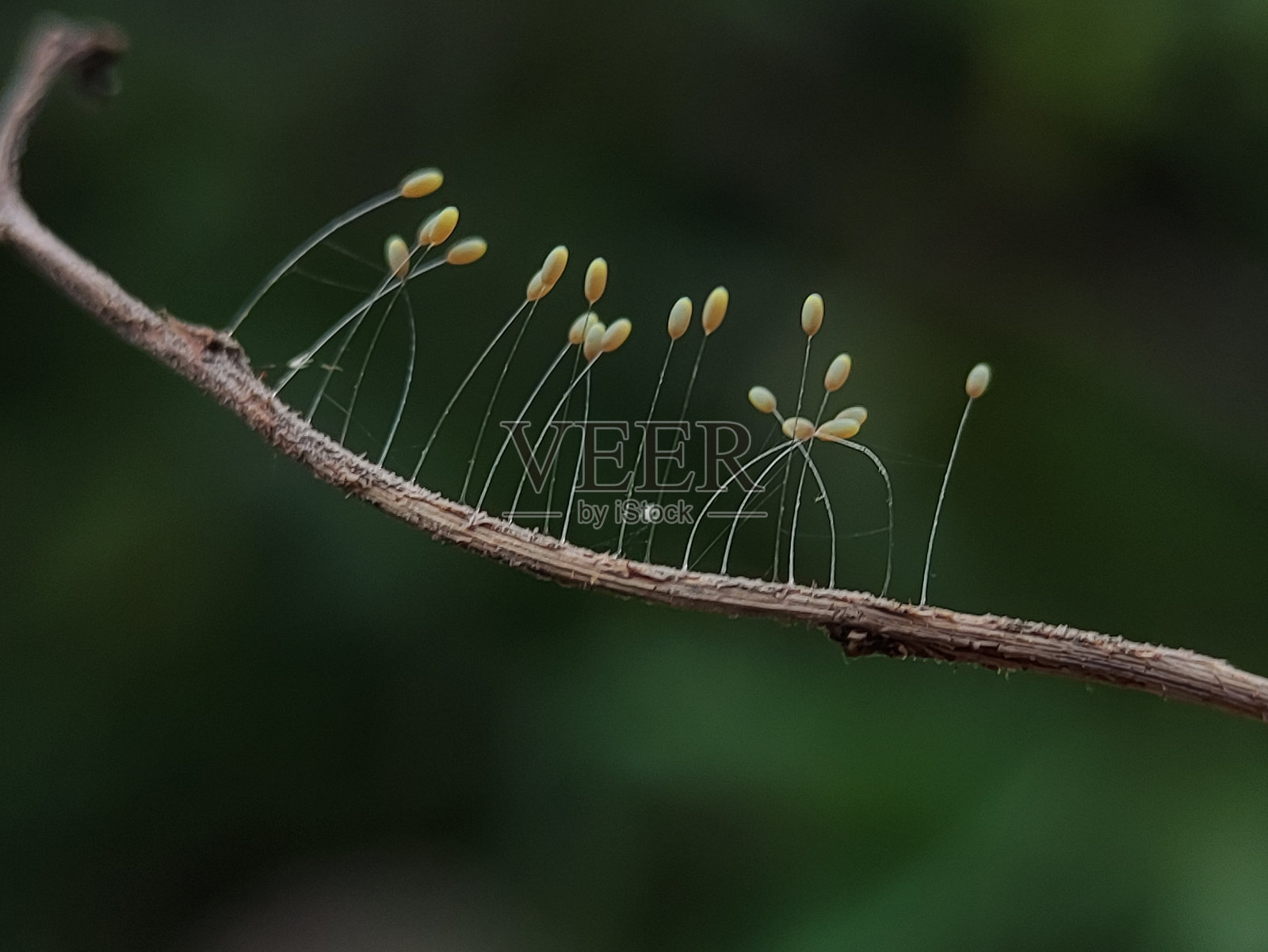 蝶科幼虫-草蛉卵照片摄影图片