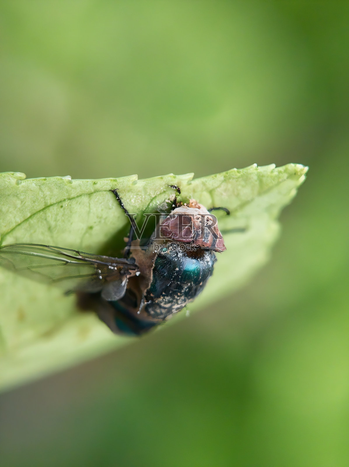 树叶下的死苍蝇。照片摄影图片