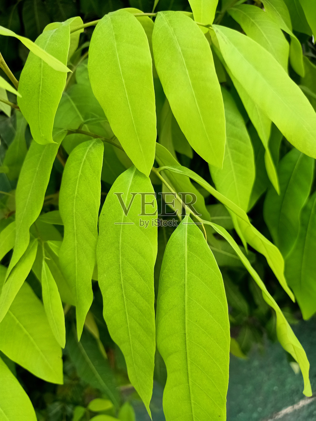 桂圆植物特写照片摄影图片