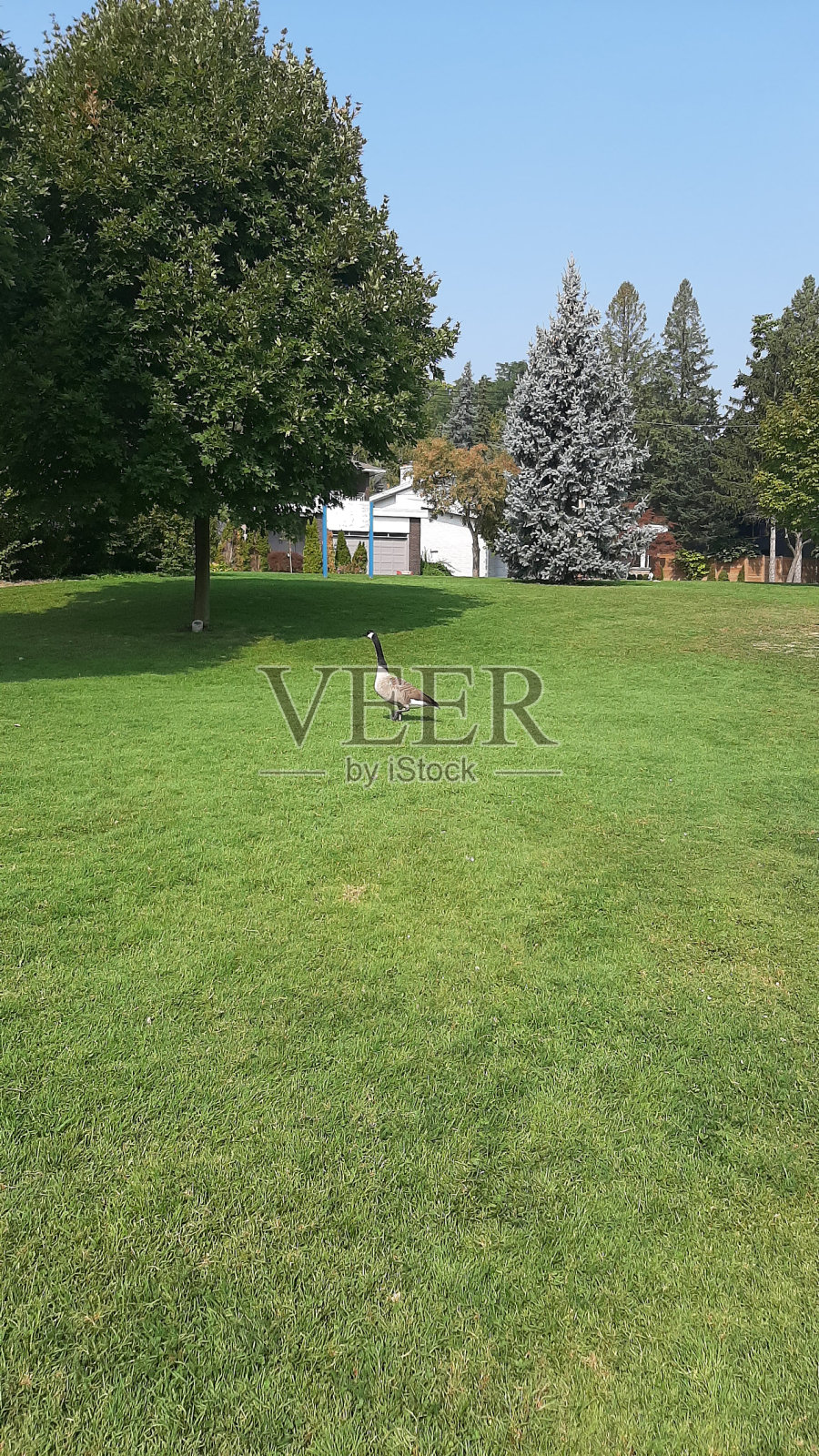 自然风光-享受自然照片摄影图片