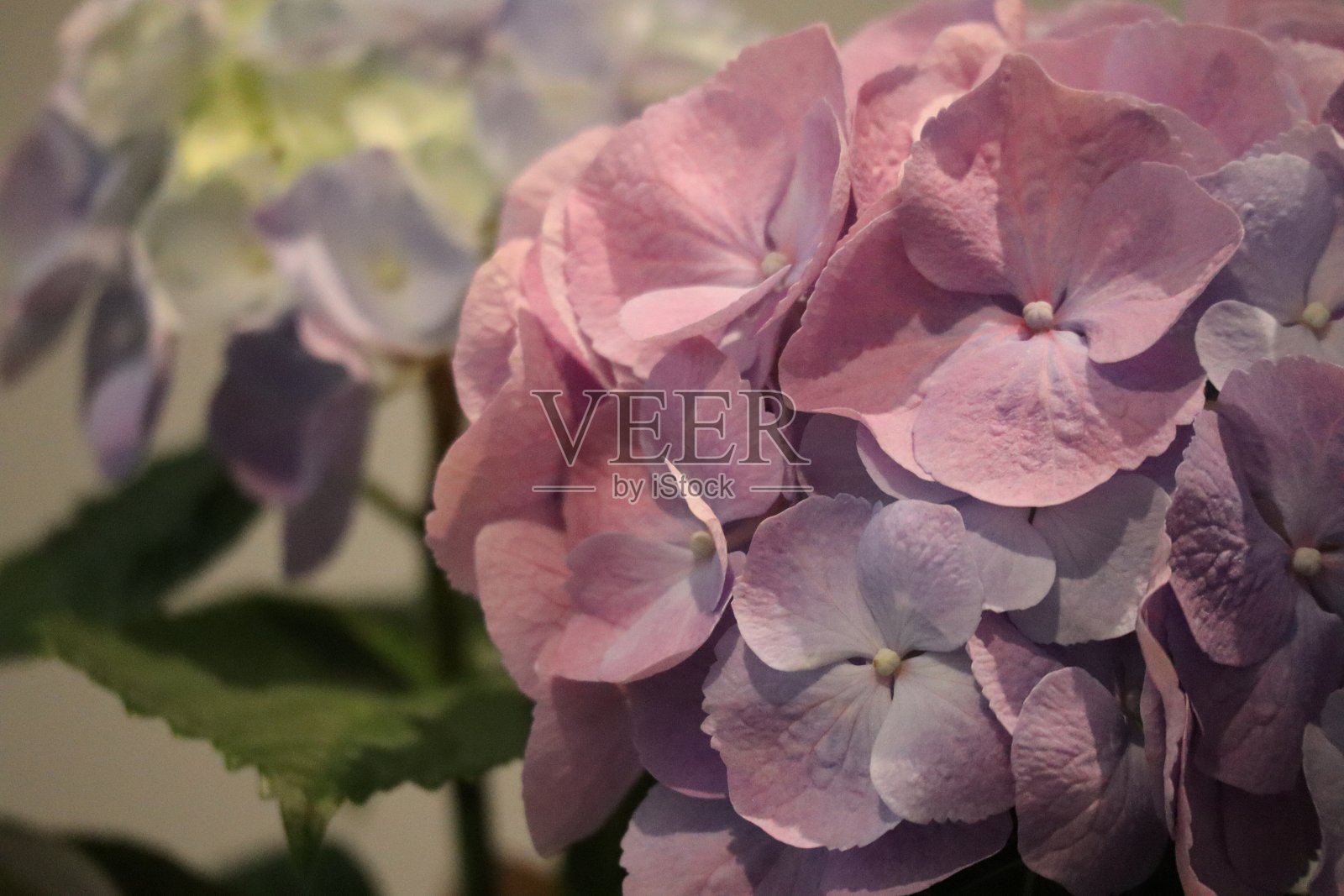 棉花糖绣球花照片摄影图片