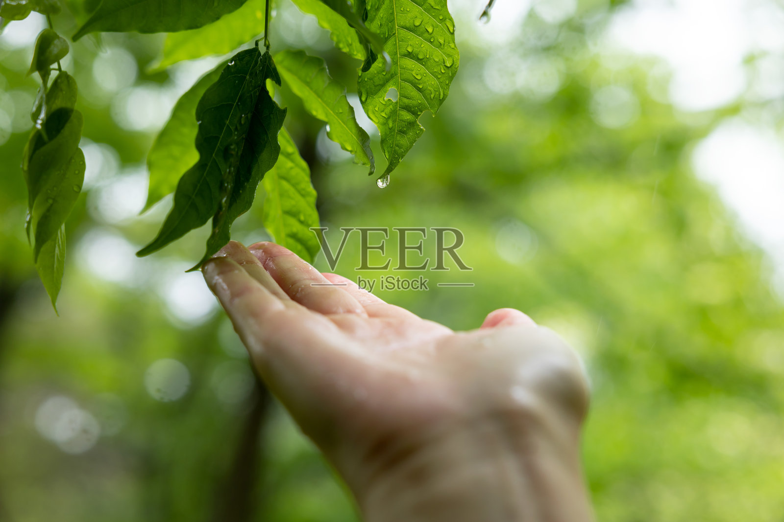 热带雨林照片摄影图片