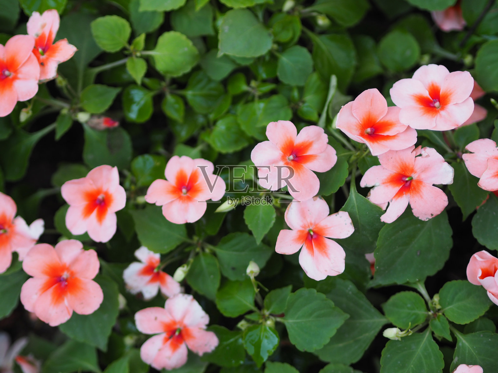 凤仙花是一种老玫瑰颜色的花，盛开在花园的自然背景中照片摄影图片
