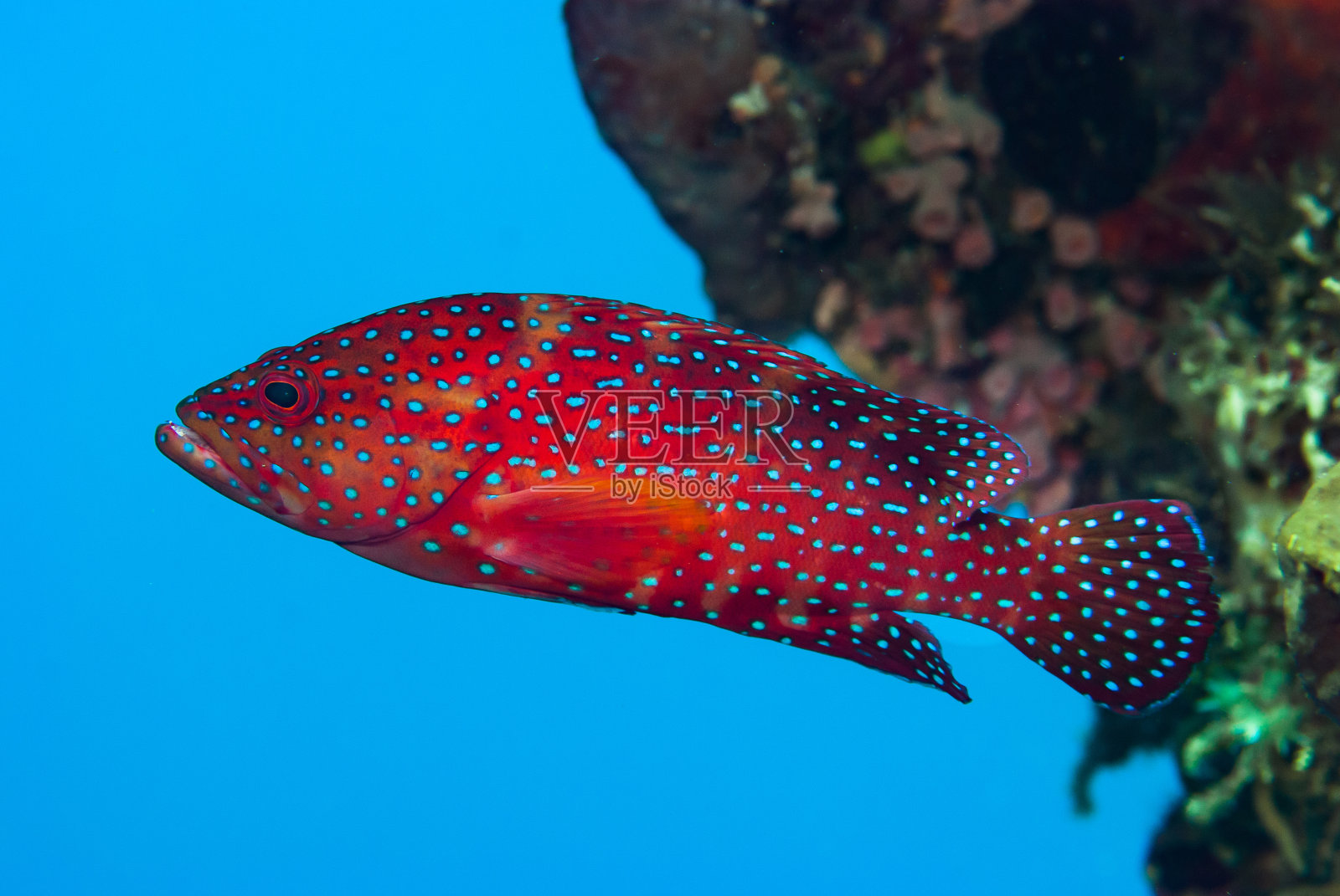 石斑鱼照片摄影图片