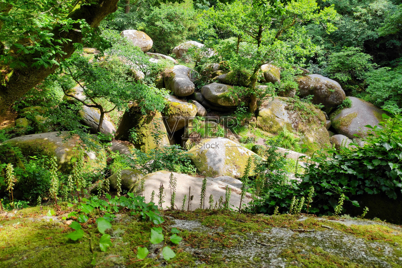 维珍的家在韦尔山羊森林里照片摄影图片