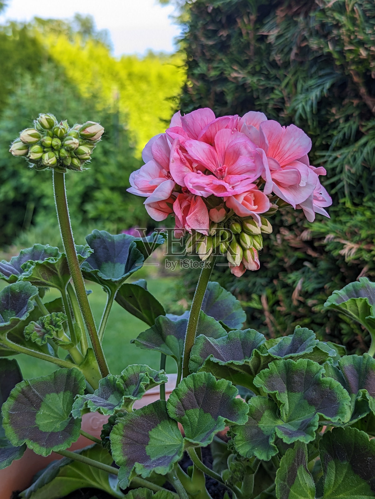 粉红色天竺葵属植物照片摄影图片