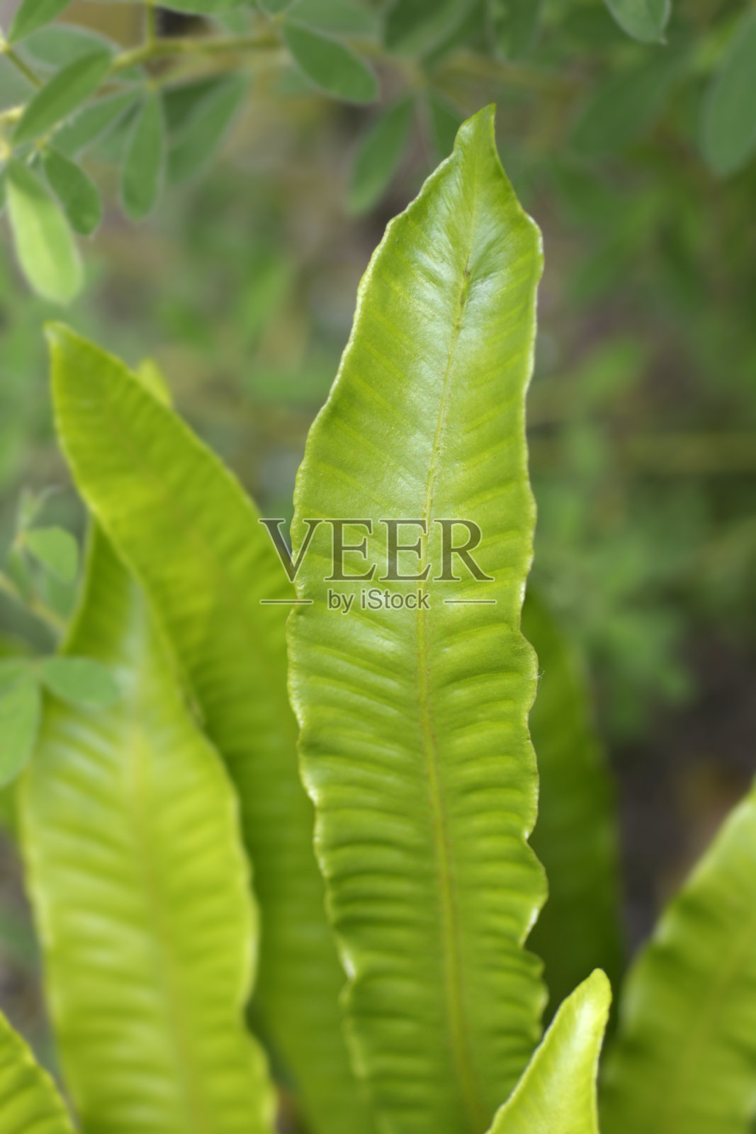 Harts-tongue蕨类植物照片摄影图片