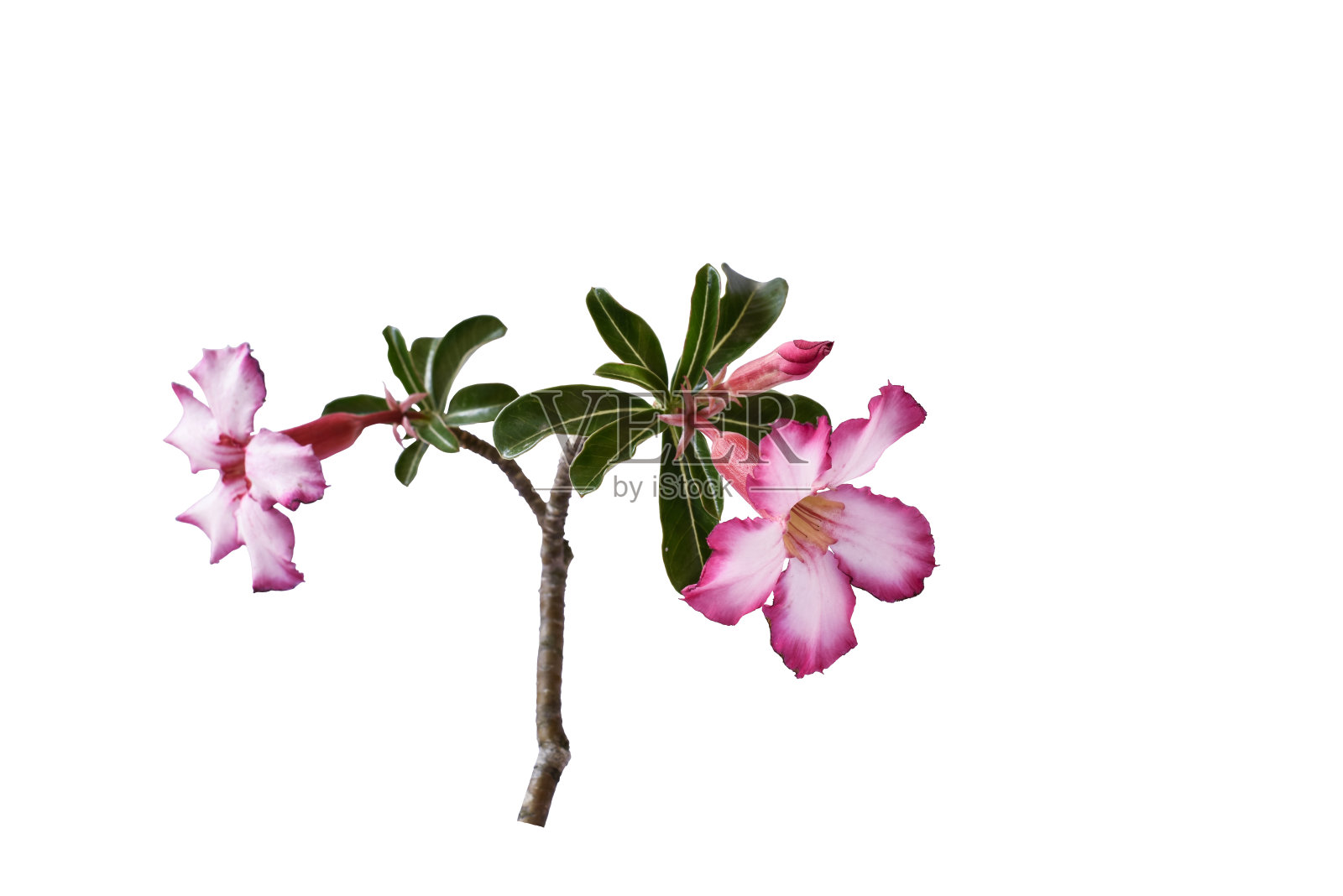 川麦花和绿叶孤立在白色的背景与路径。粉红色的花朵照片摄影图片