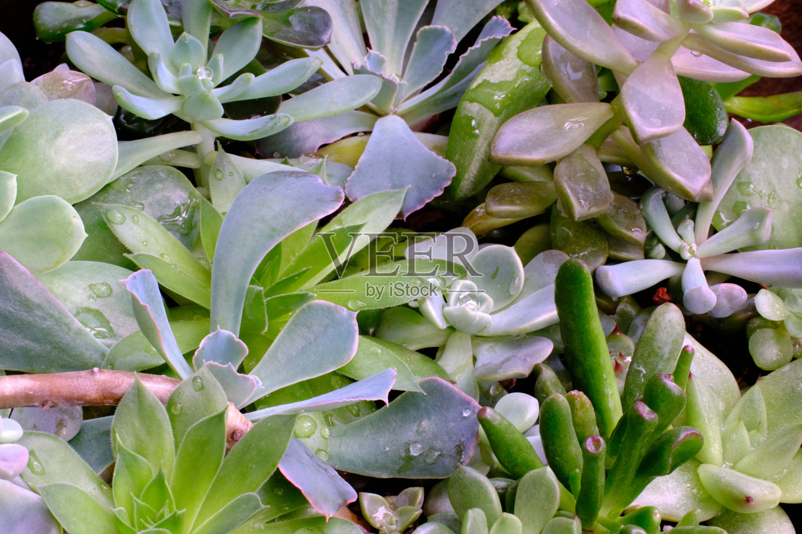 花园里的多肉植物照片摄影图片