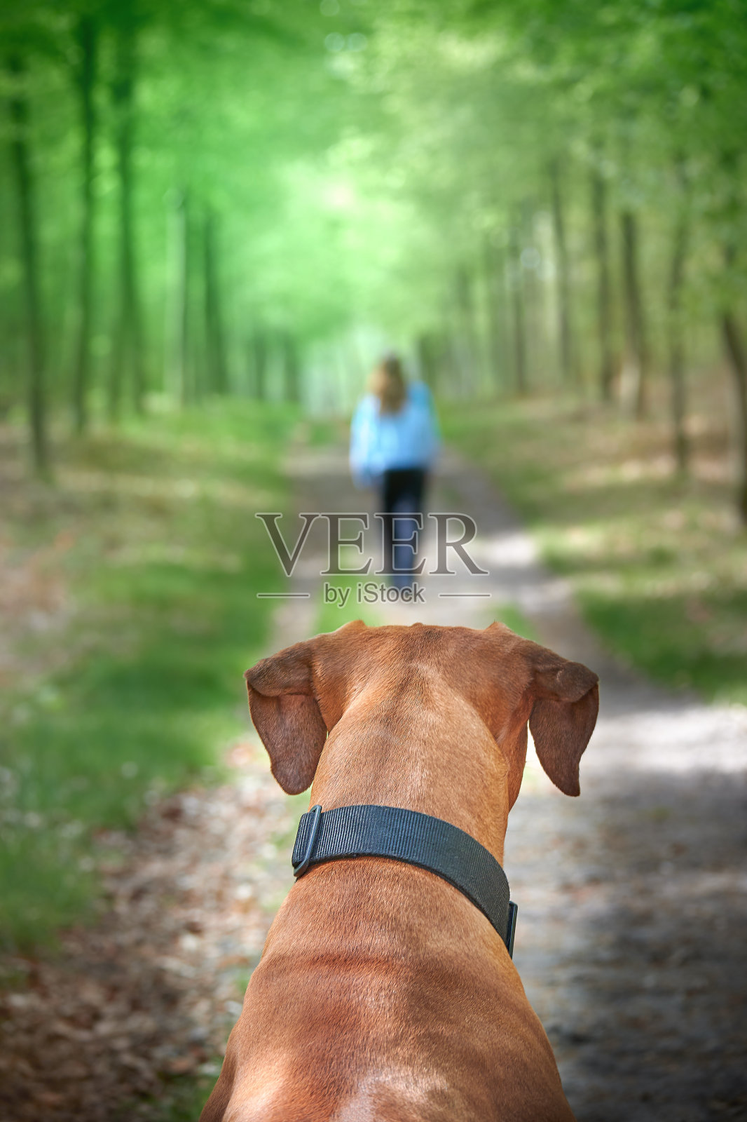 照顾主人的狗离开被遗弃的狗照片摄影图片