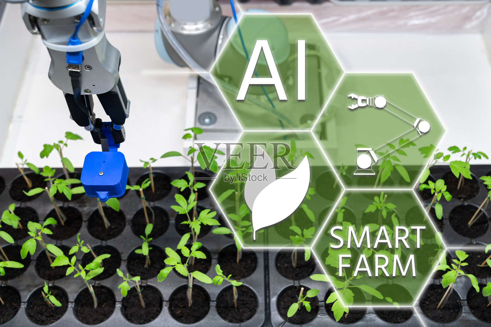 温室里的机器人正在用传感器评估番茄幼苗的质量。照片摄影图片