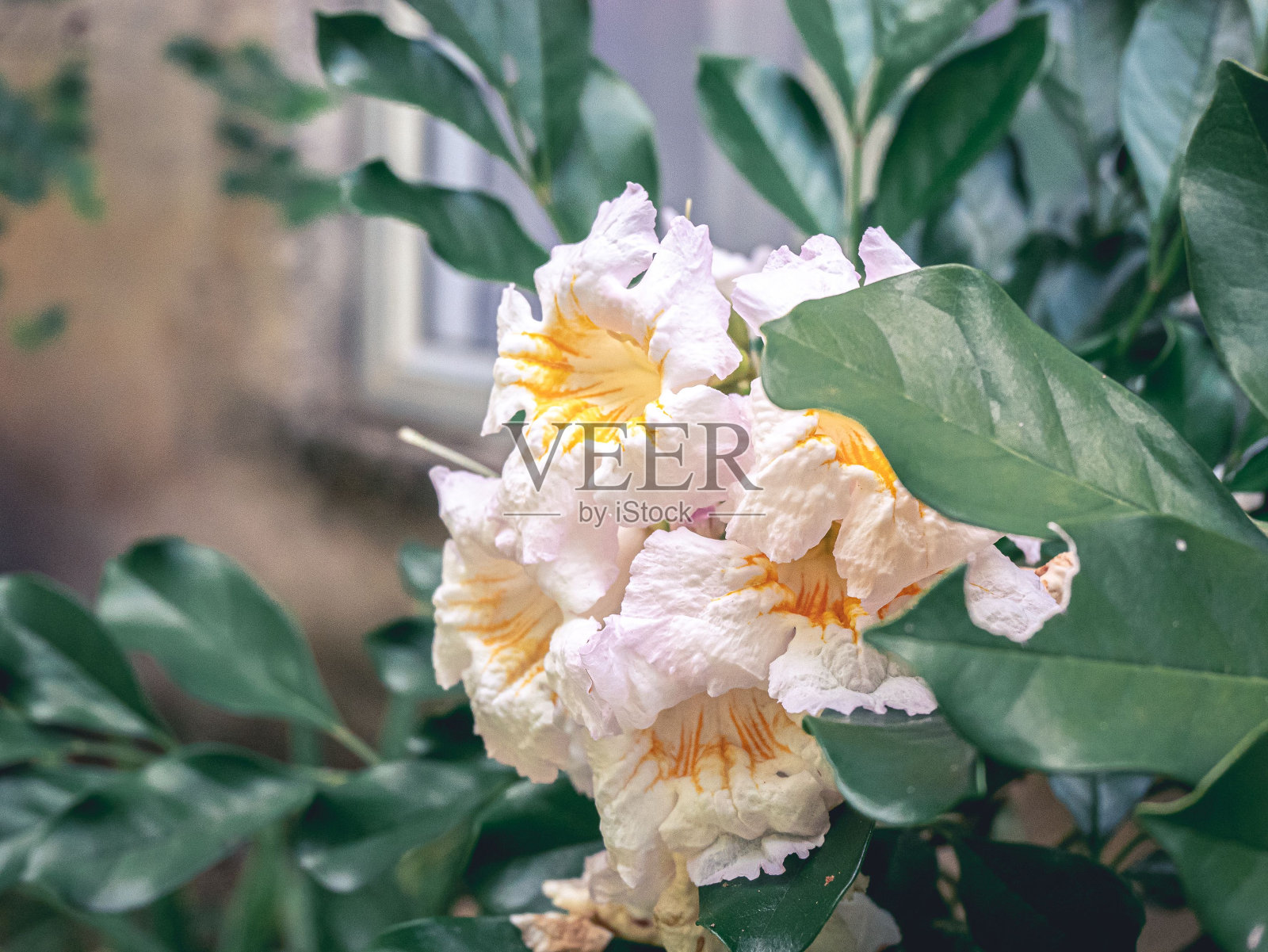 一个非常漂亮的花在前面的建筑物附近的一些绿叶照片摄影图片