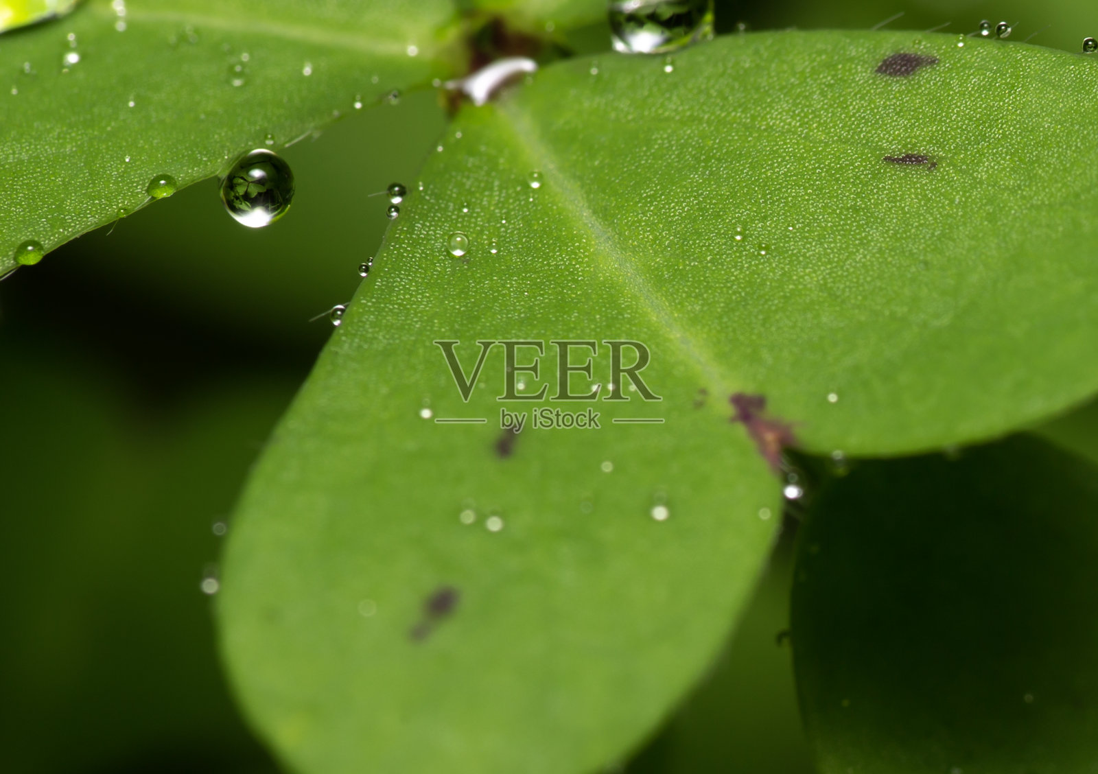 雨点落在三叶草上照片摄影图片