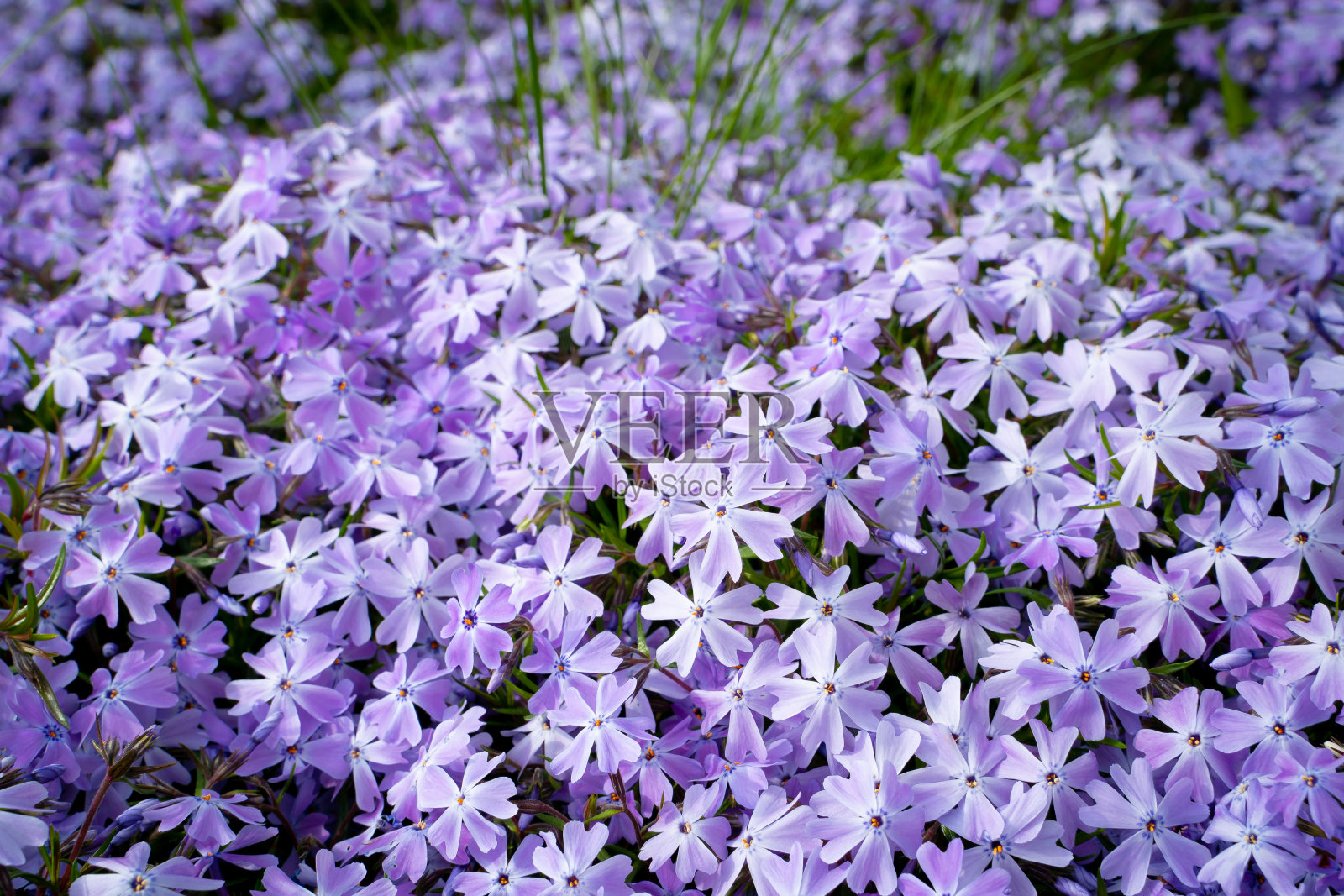 夹竹桃背景壁纸，紫色细腻照片摄影图片