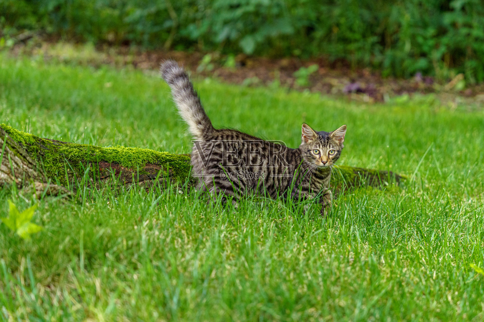 小猫在草地上捕猎照片摄影图片