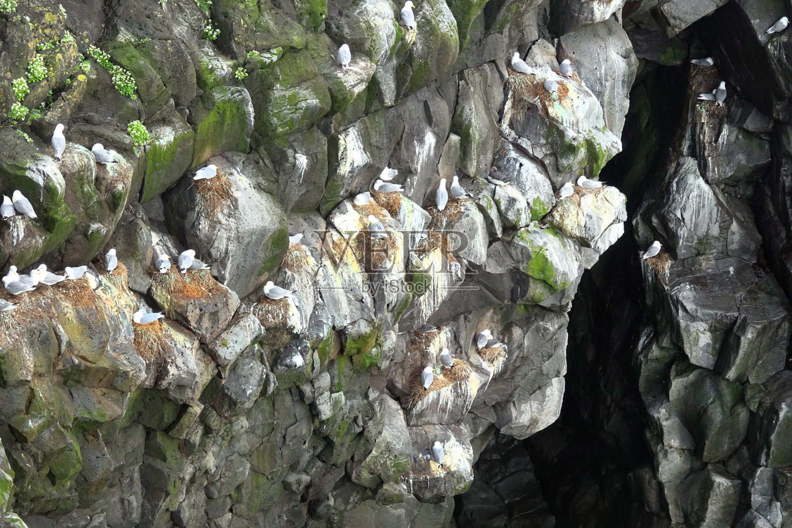 冰岛西部的春天照片摄影图片