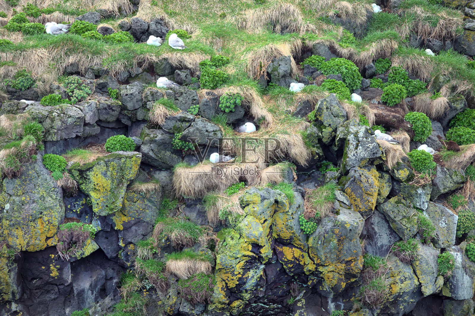 冰岛西部的春天照片摄影图片