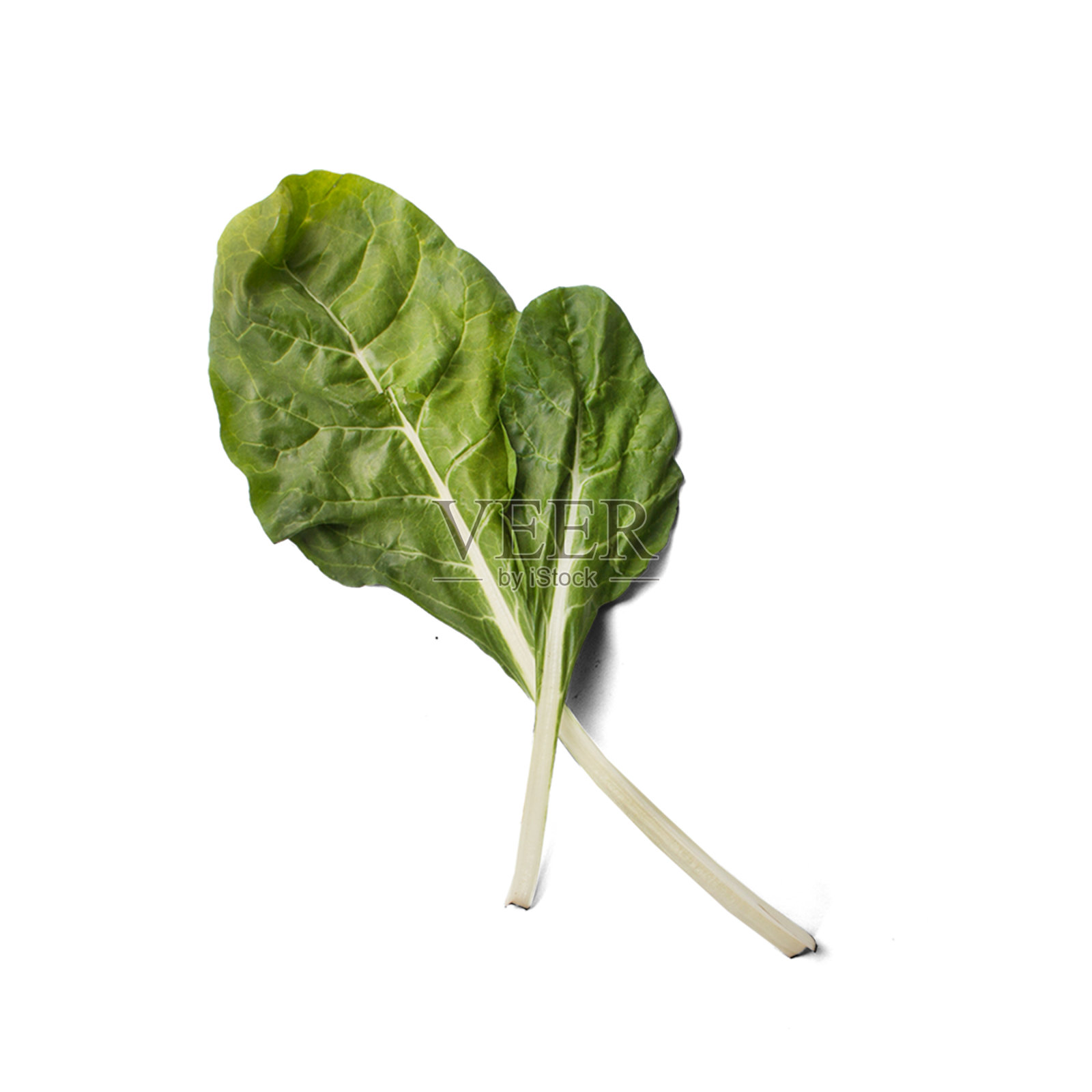 孤立的新鲜绿色金色对白色。照片摄影图片