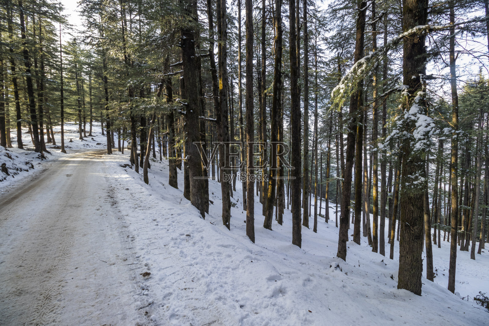 冬天森林里的树照片摄影图片