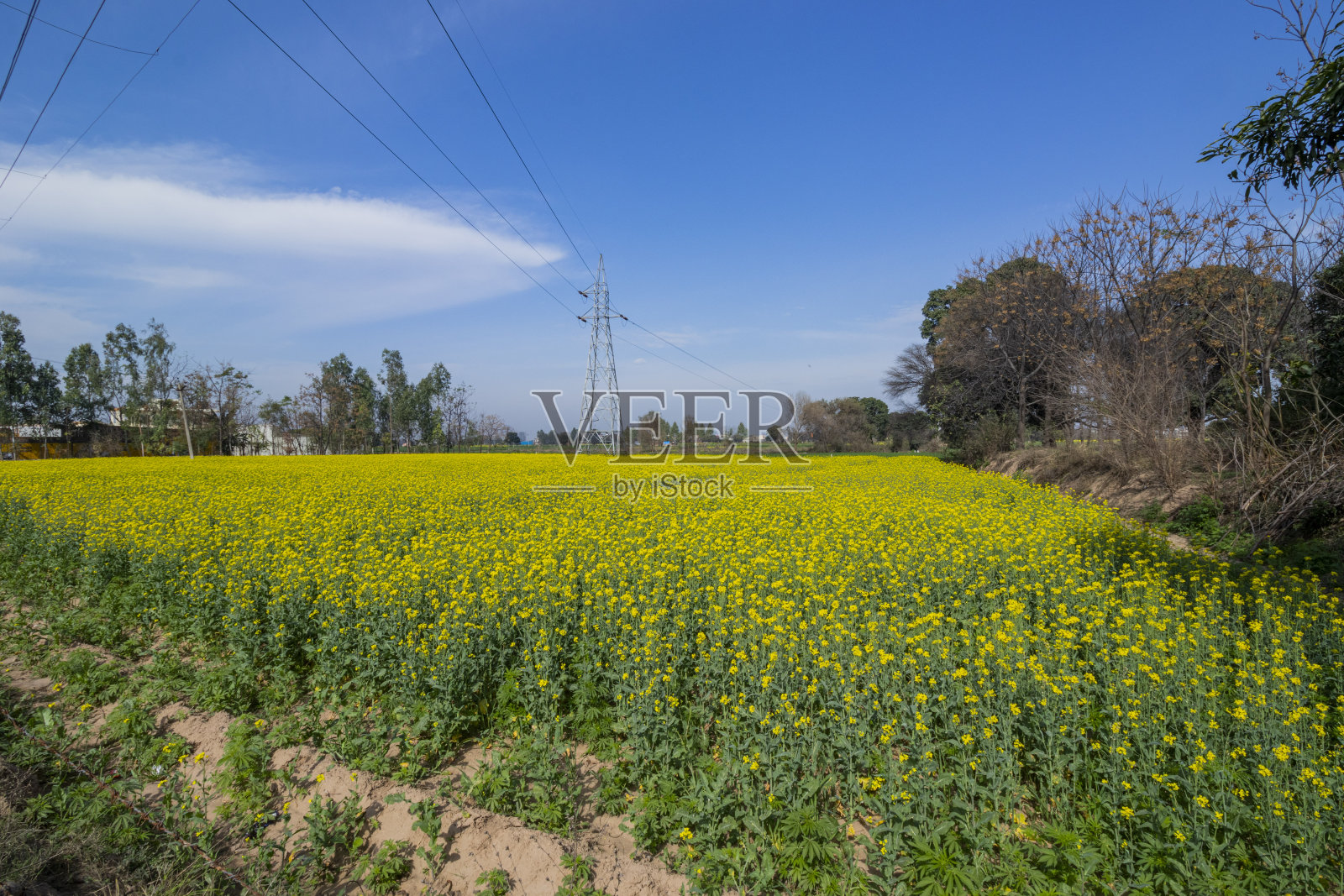 旁遮普的黄芥菜田照片摄影图片
