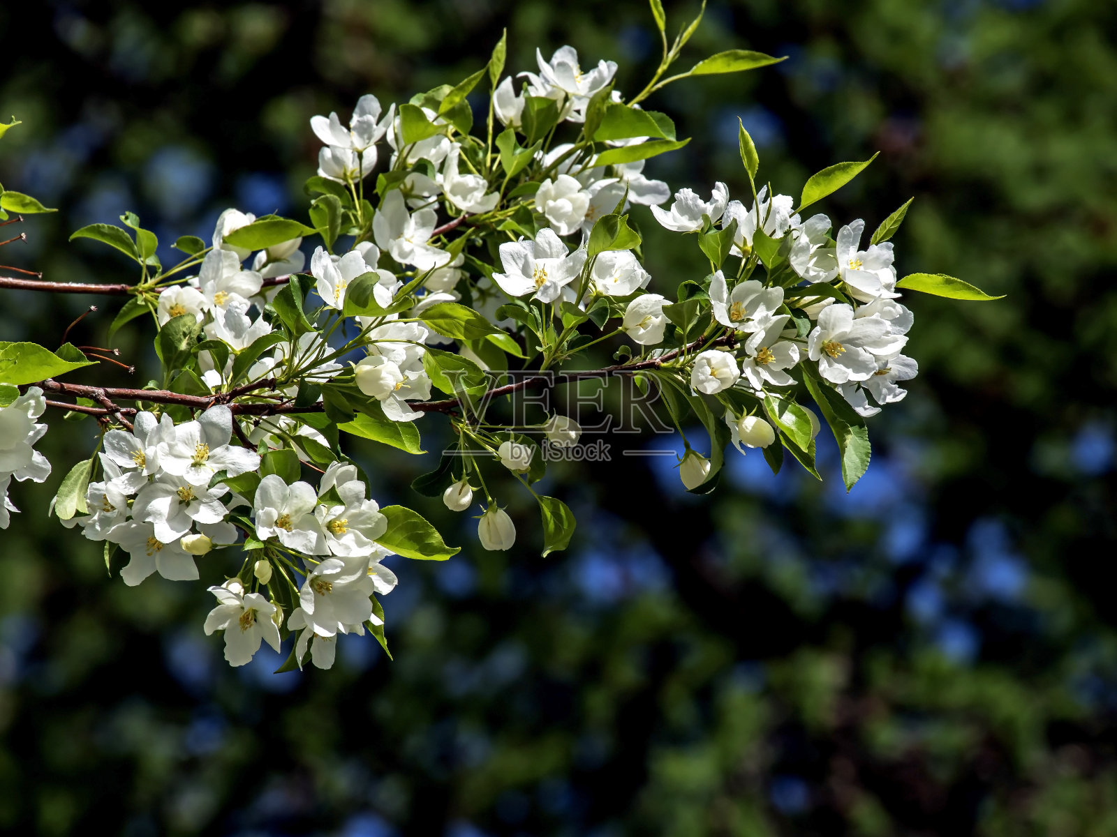 城市公园里盛开的苹果树枝照片摄影图片