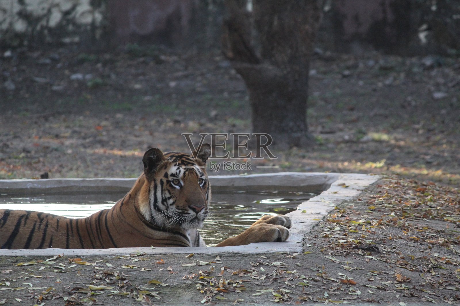 印度的老虎照片摄影图片