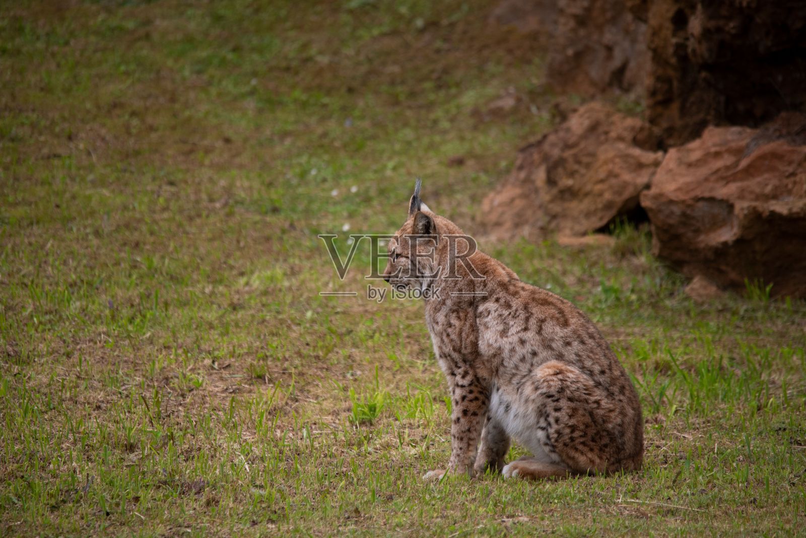 北方山猫坐在草地上。照片摄影图片