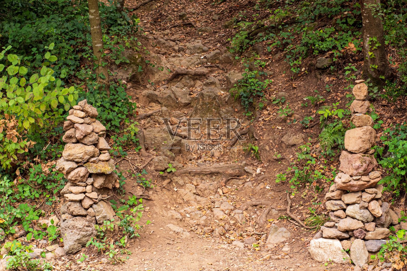 一些岩石坐落在有树的小路边上照片摄影图片