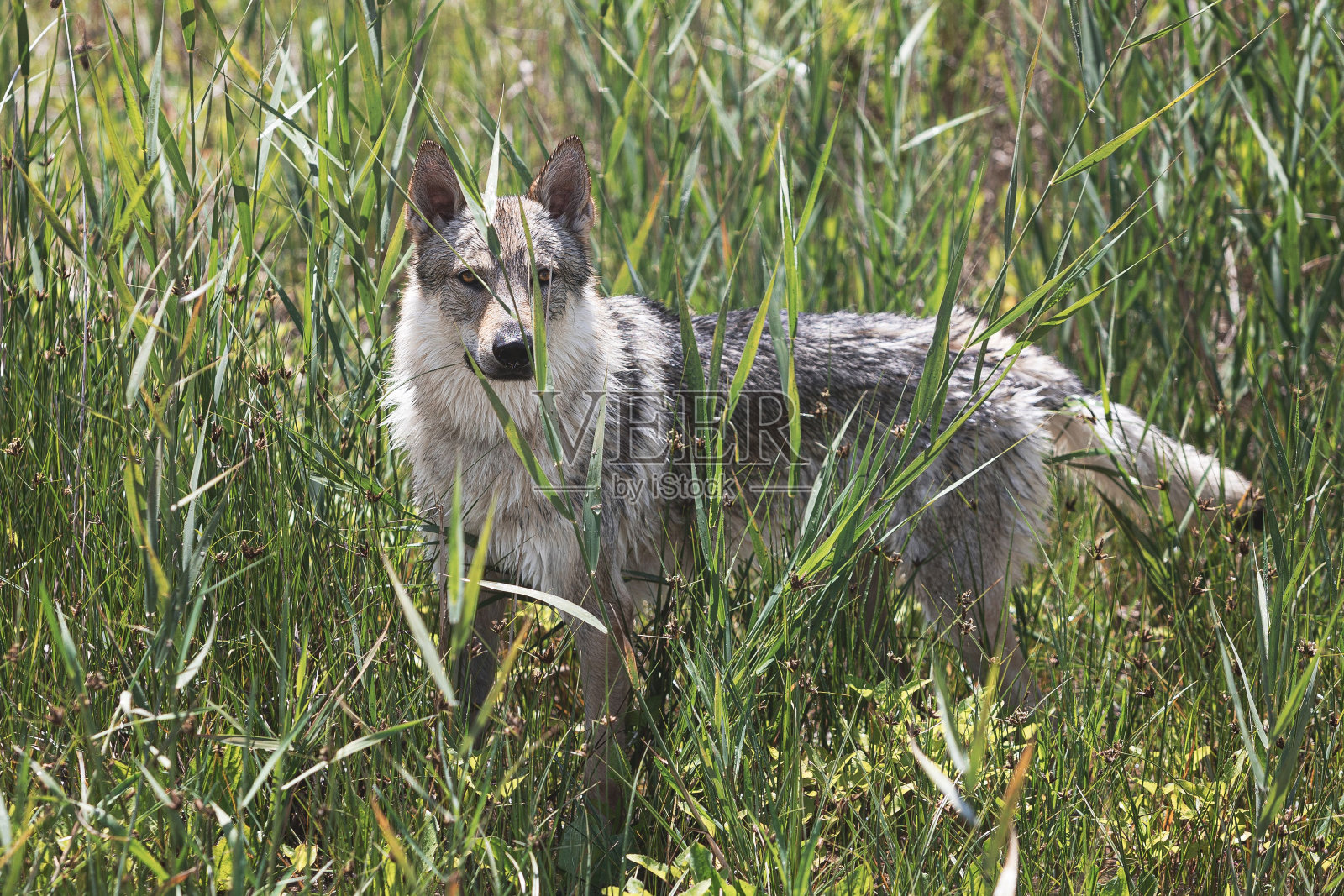 可爱可爱的捷克斯洛伐克狼狗狗在公园里享受天气照片摄影图片