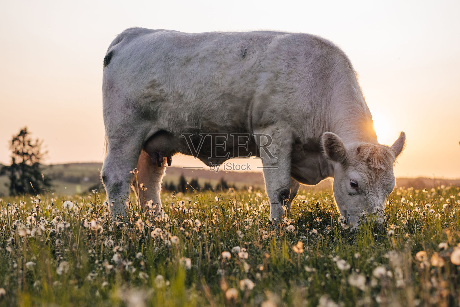捷克，日落时分，牛群在牧场上吃草照片摄影图片