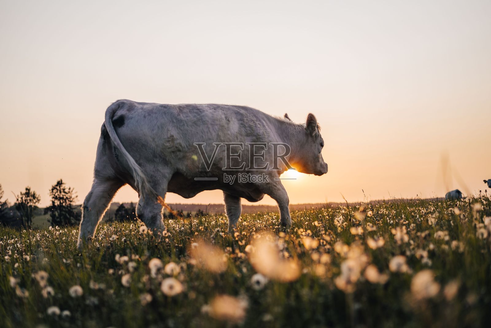 捷克，日落时分，牛群在牧场上吃草照片摄影图片
