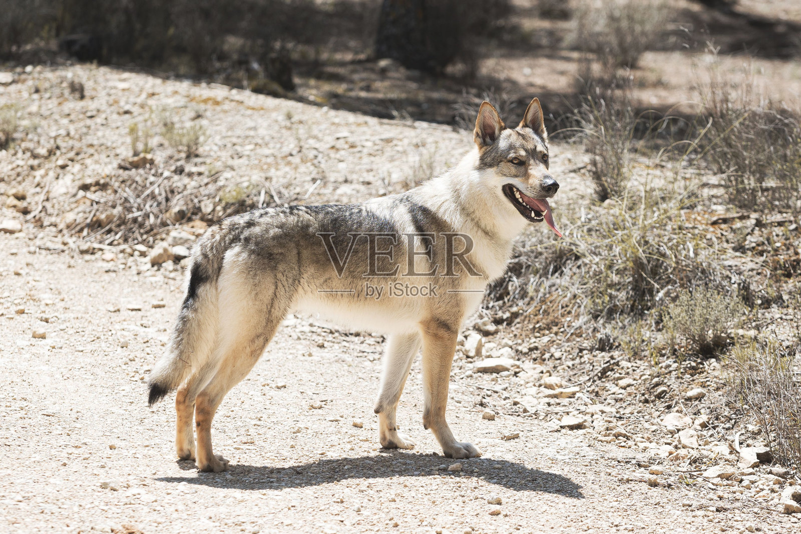 可爱可爱的捷克斯洛伐克狼狗狗在公园里享受天气照片摄影图片