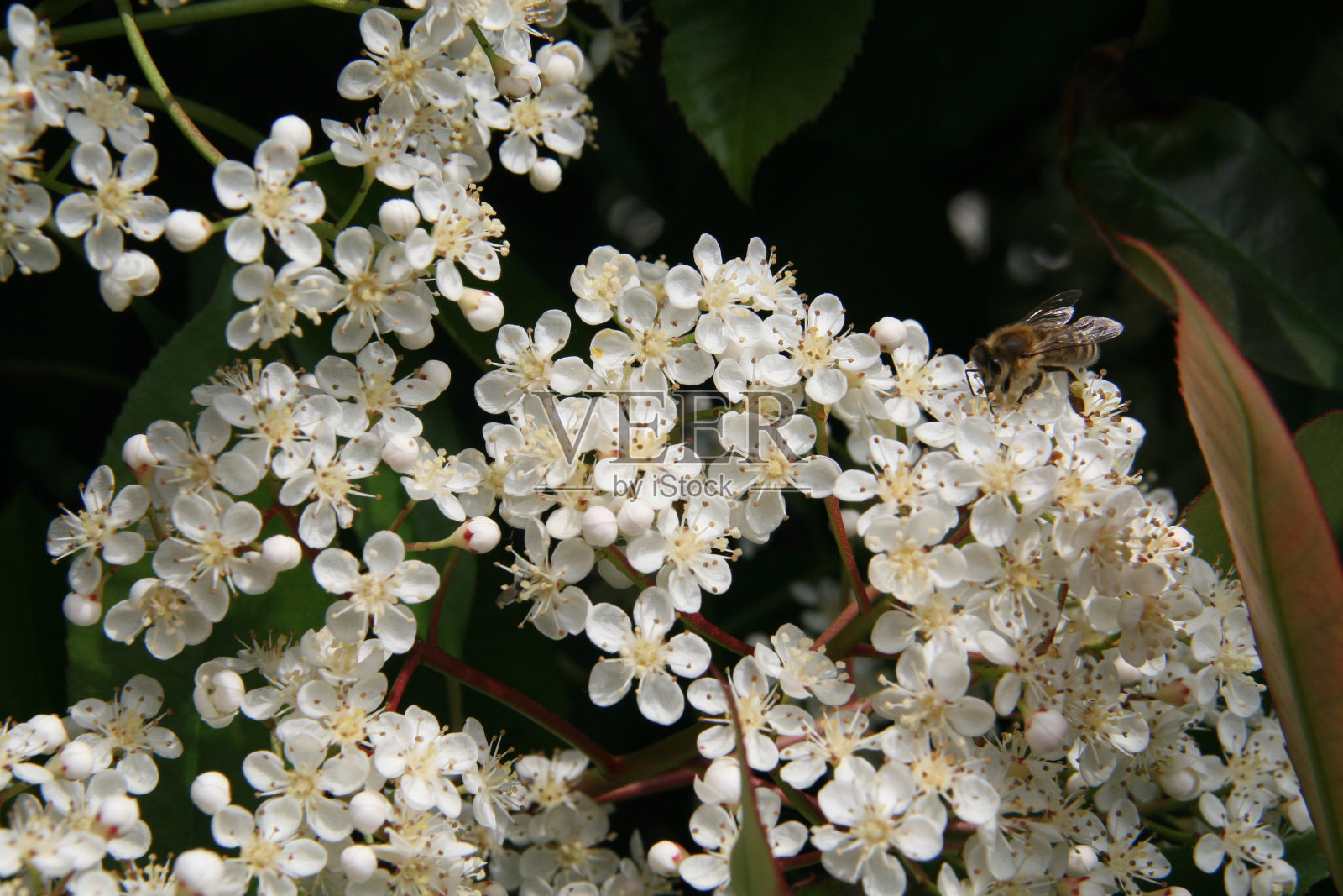 蜜蜂在石楠红知更鸟植物的小花上照片摄影图片