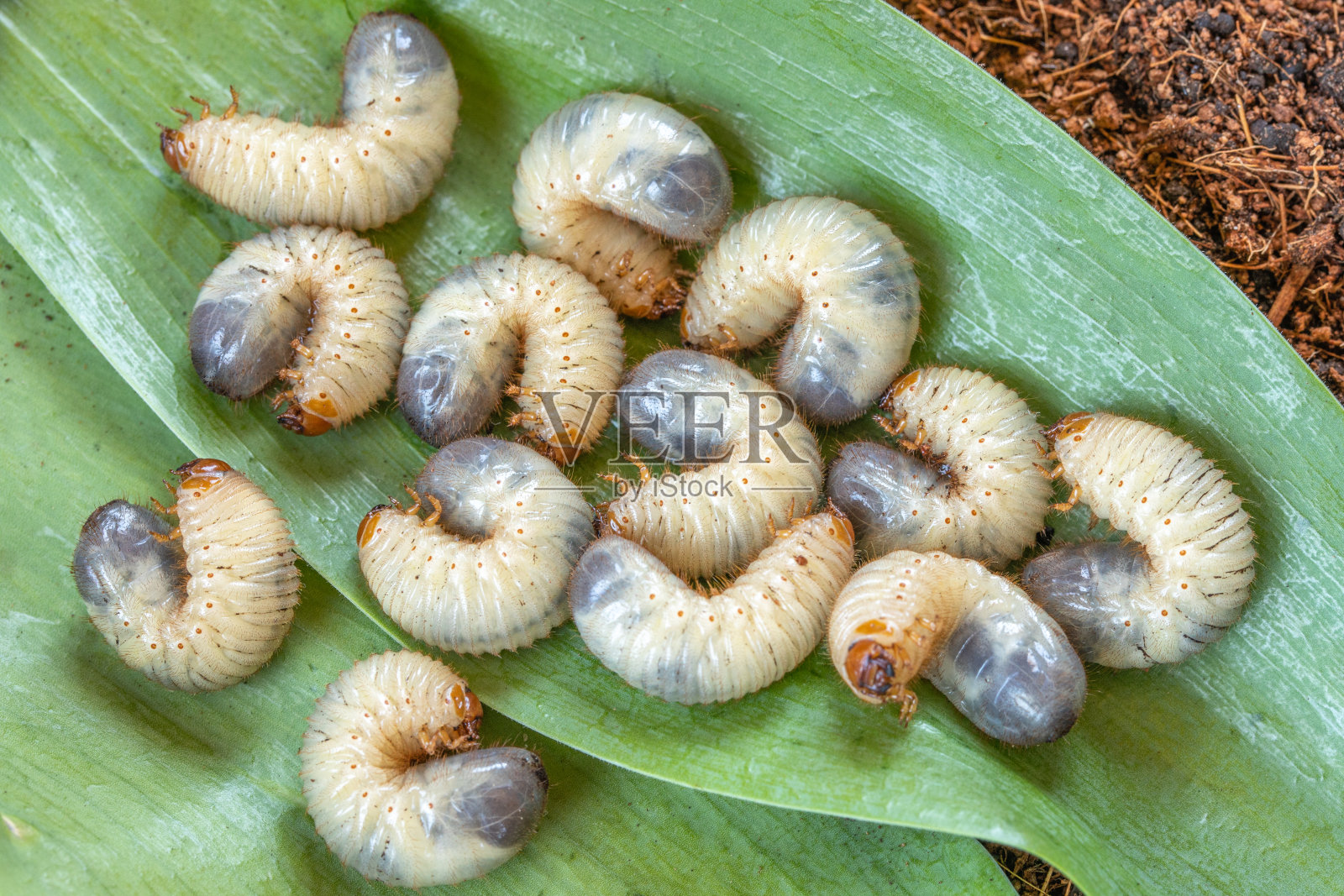 花园中的蛆、甲虫图像。五月甲虫幼虫靠近。蛋白质的来源。昆虫学。未来的食物照片摄影图片