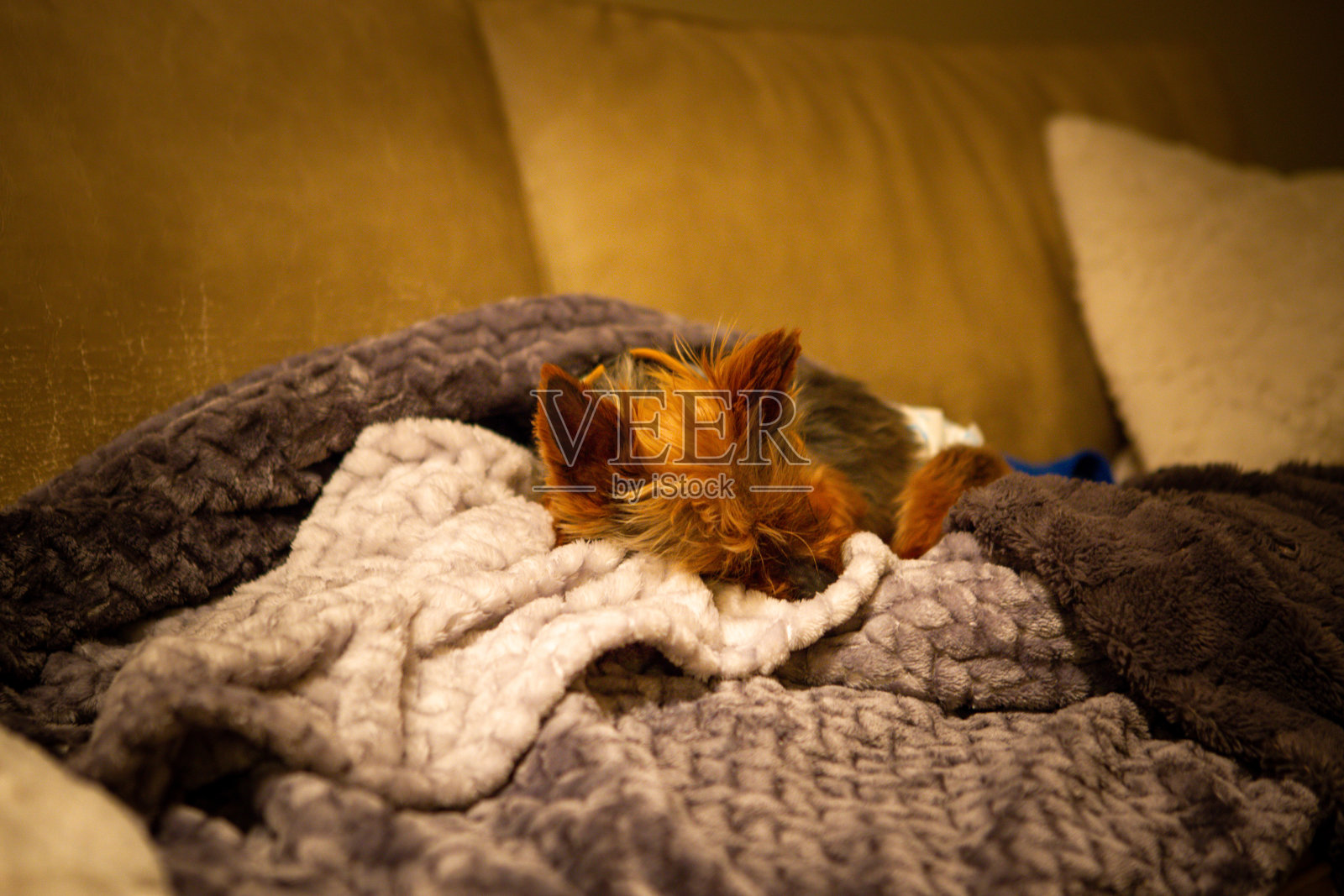 小狗睡觉照片摄影图片