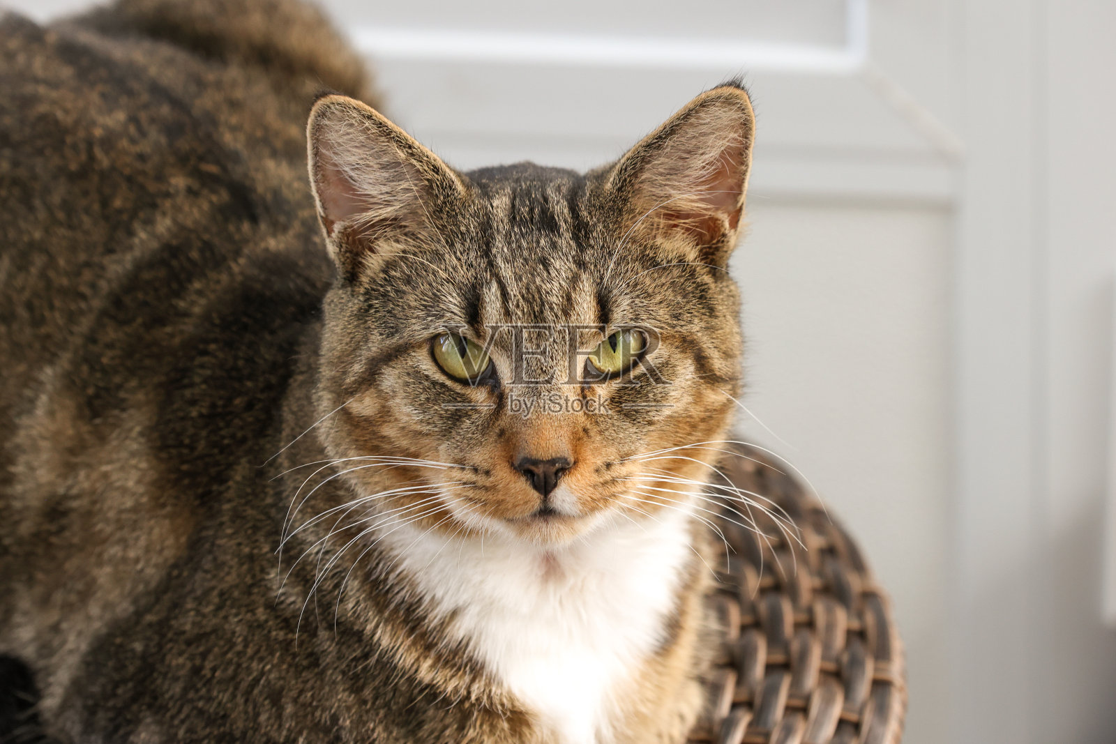 一只很酷的猫照片摄影图片