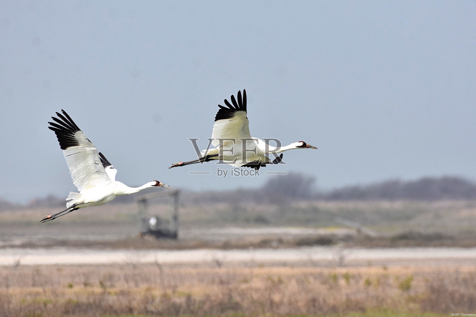 德克萨斯州阿兰萨斯港的鸣叫鹤照片摄影图片