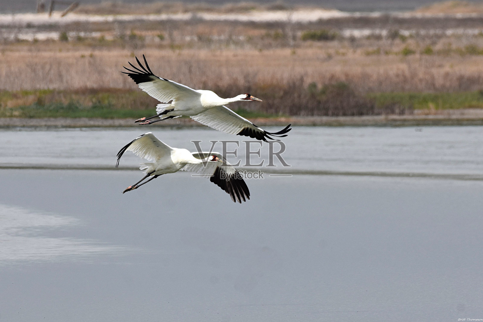 德克萨斯州阿兰萨斯港的鸣叫鹤照片摄影图片