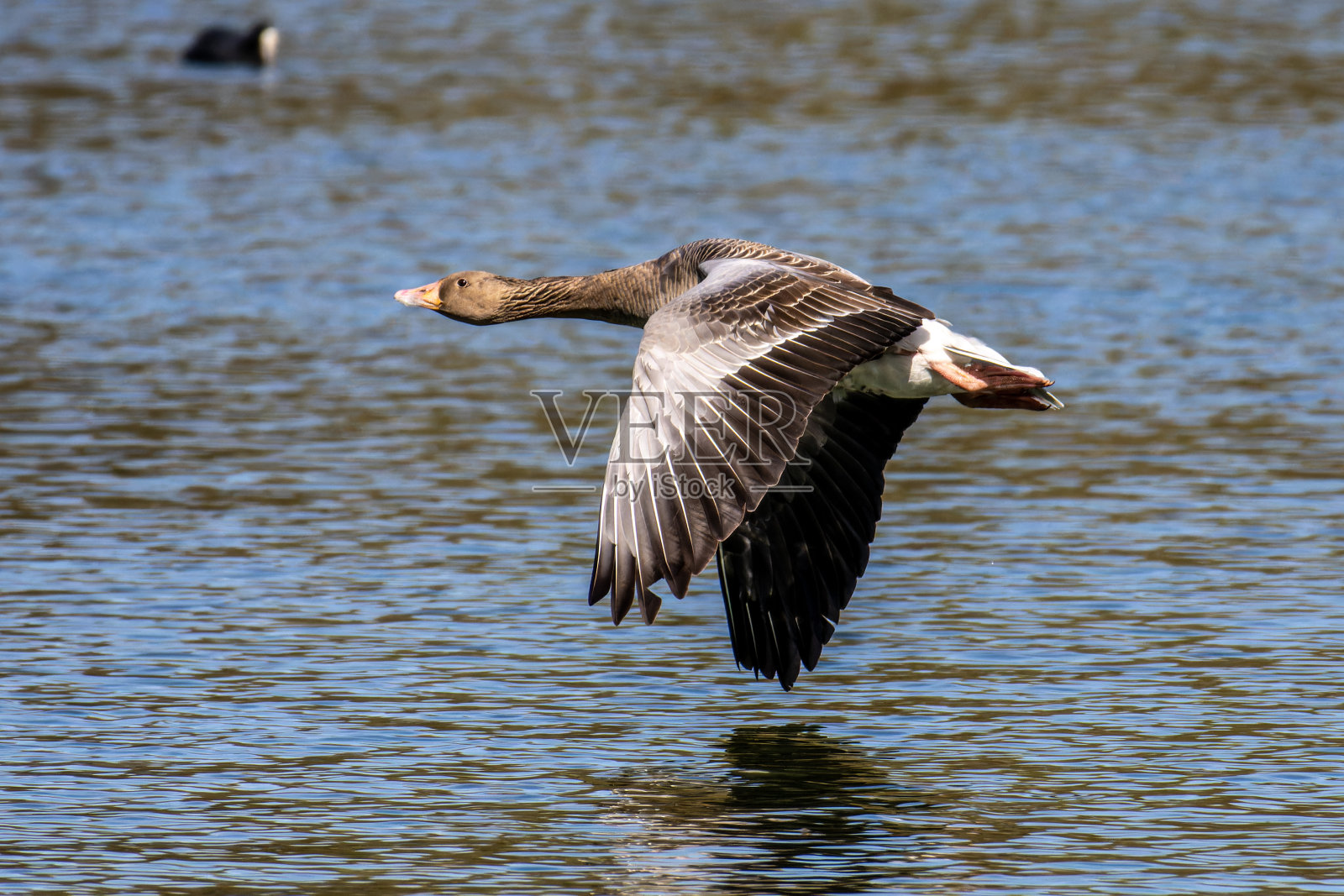 灰雁，灰雁是一种大型鹅照片摄影图片