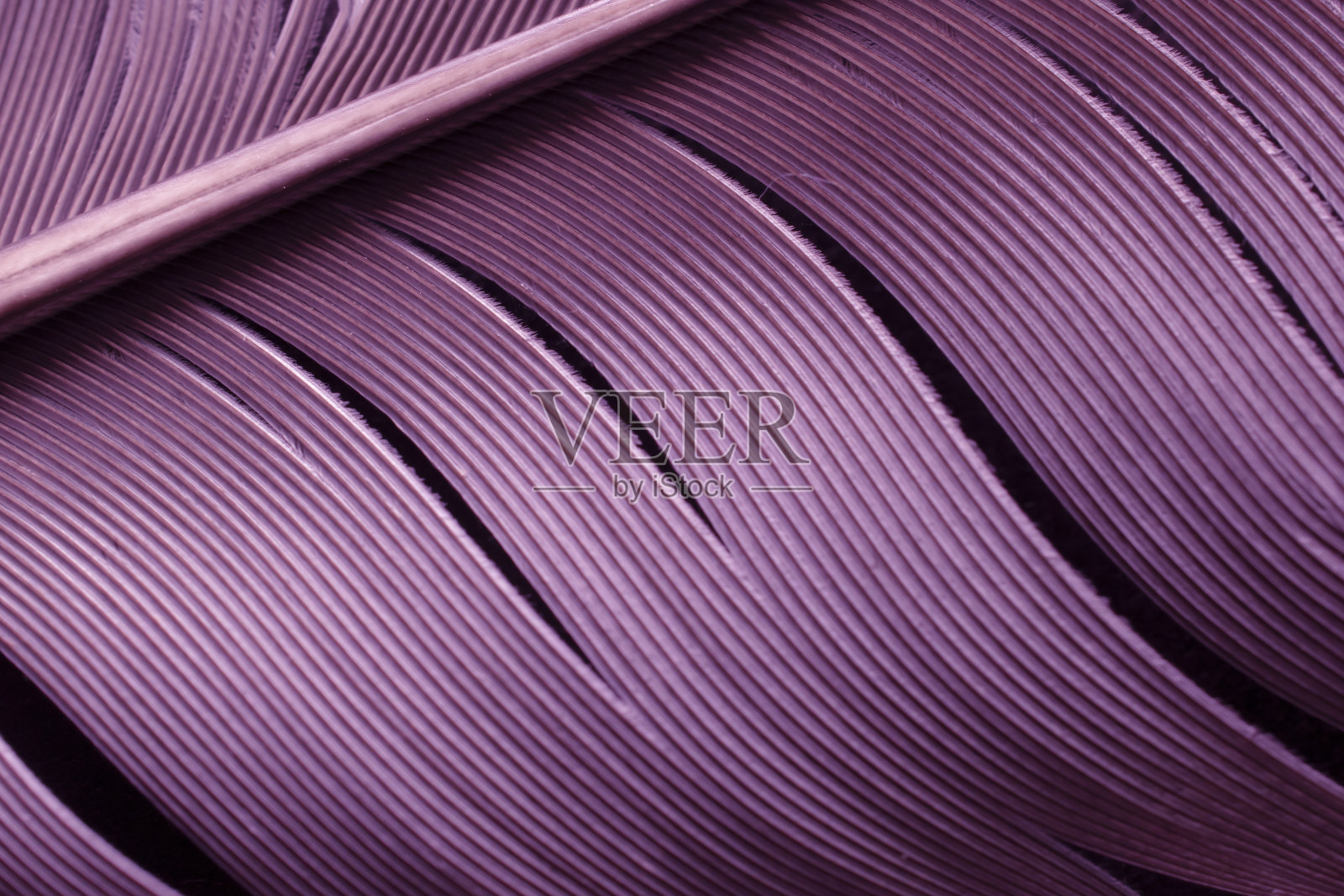 信鸽羽毛。宏观照片照片摄影图片