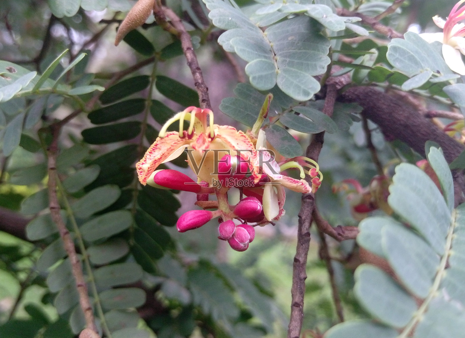 罗望子花特写照片摄影图片