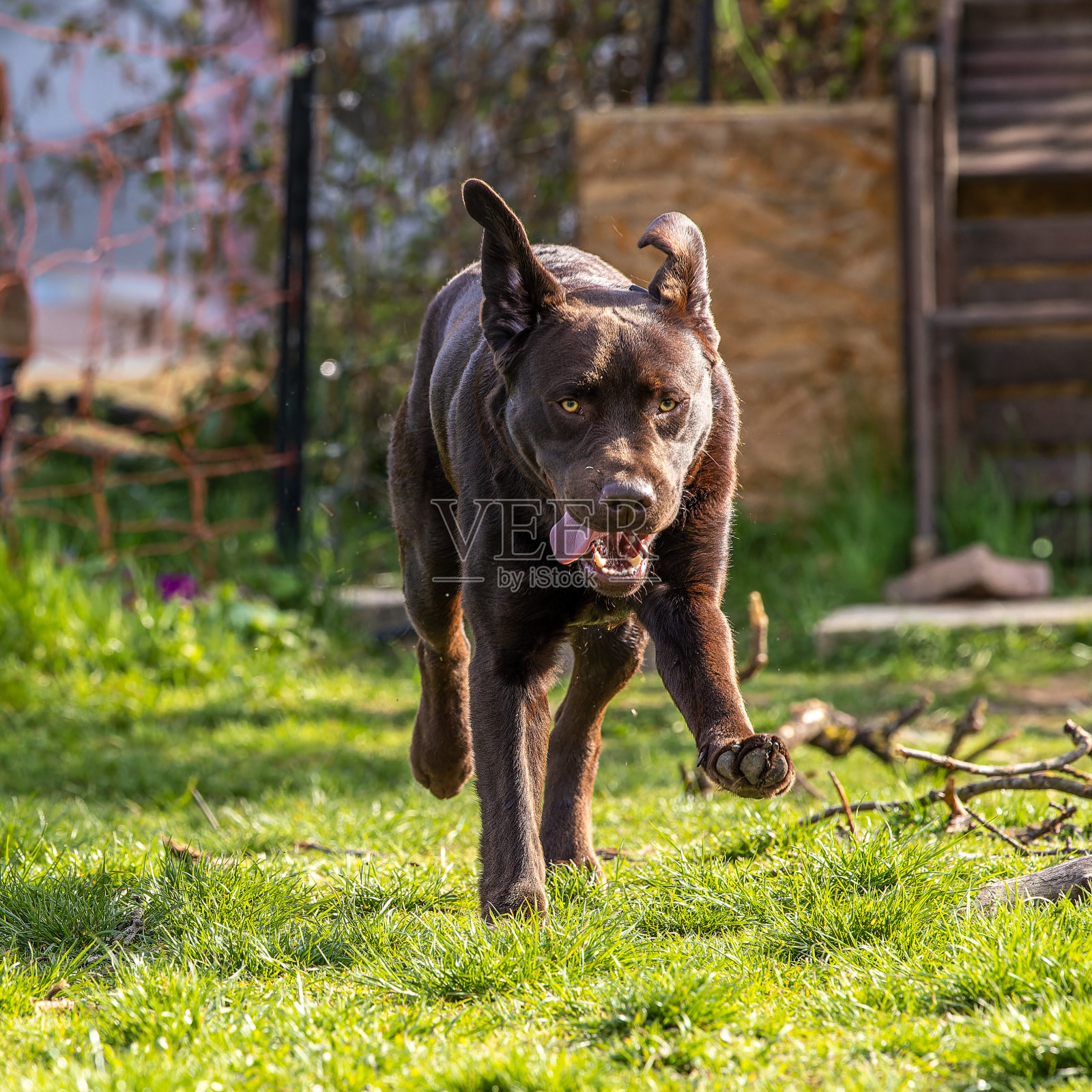 拉布拉多猎犬，狼犬在草地上。健康的巧克力棕色拉布拉多猎犬照片摄影图片