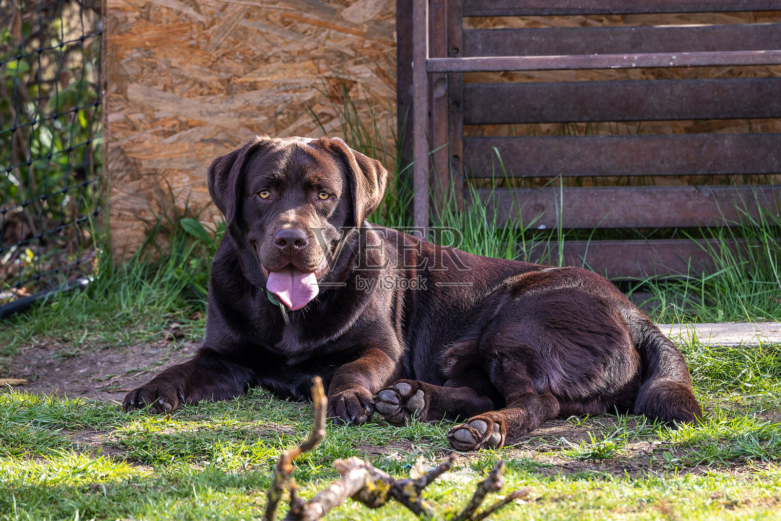 拉布拉多猎犬，狼犬在草地上。健康的巧克力棕色拉布拉多猎犬照片摄影图片