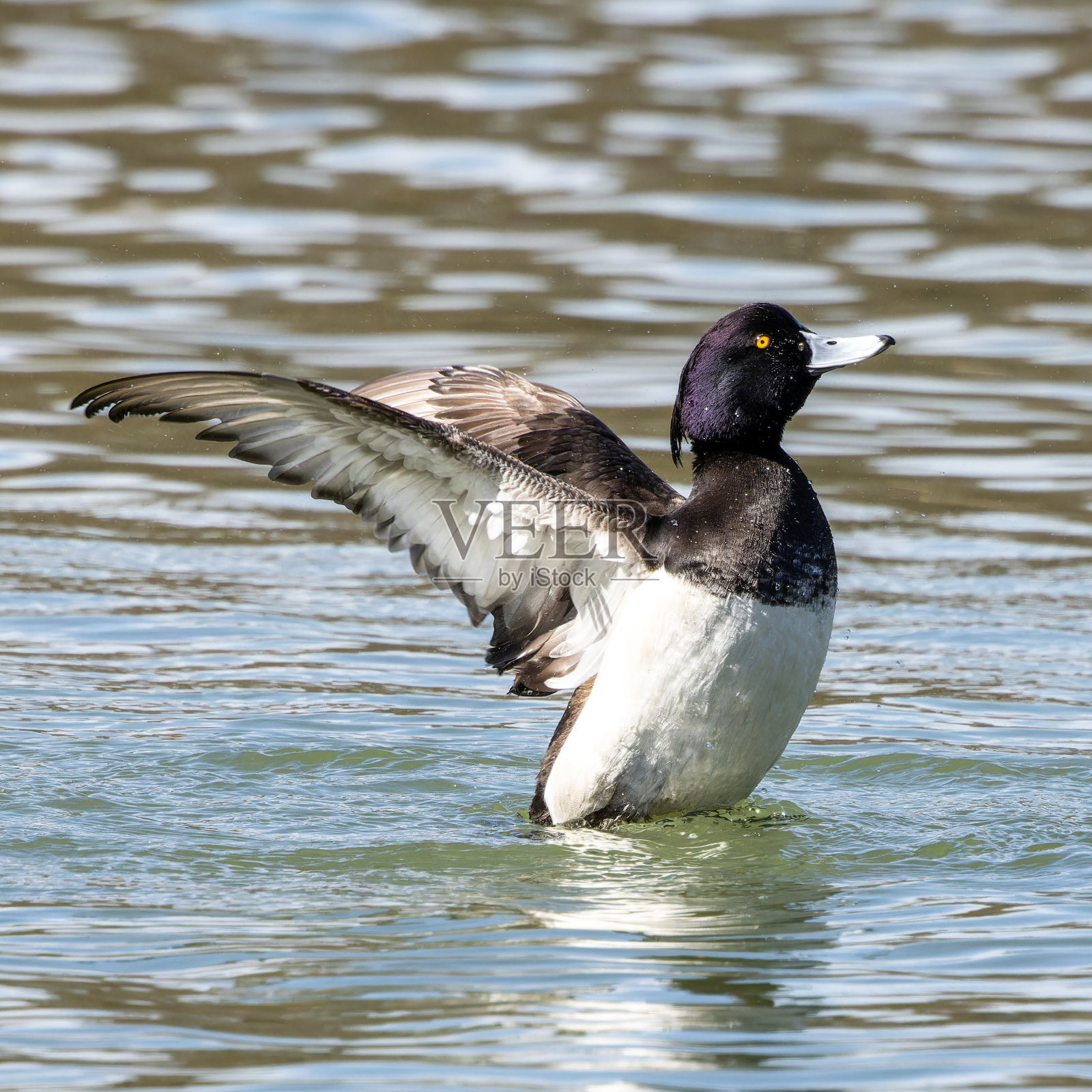 这只毛羽鸭，Aythya fuligula，一只潜水鸭在慕尼黑的湖面上展开翅膀照片摄影图片