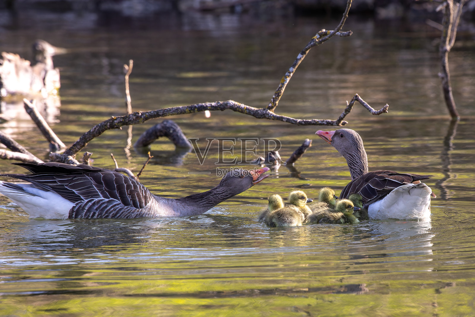 灰雁家族，带着小鹅。照片摄影图片