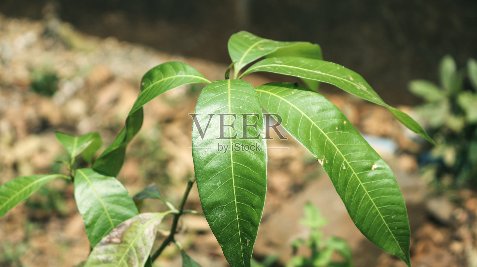 在一个阳光明媚的日子里，一棵芒果树的叶子在田野里生长，背景模糊照片摄影图片