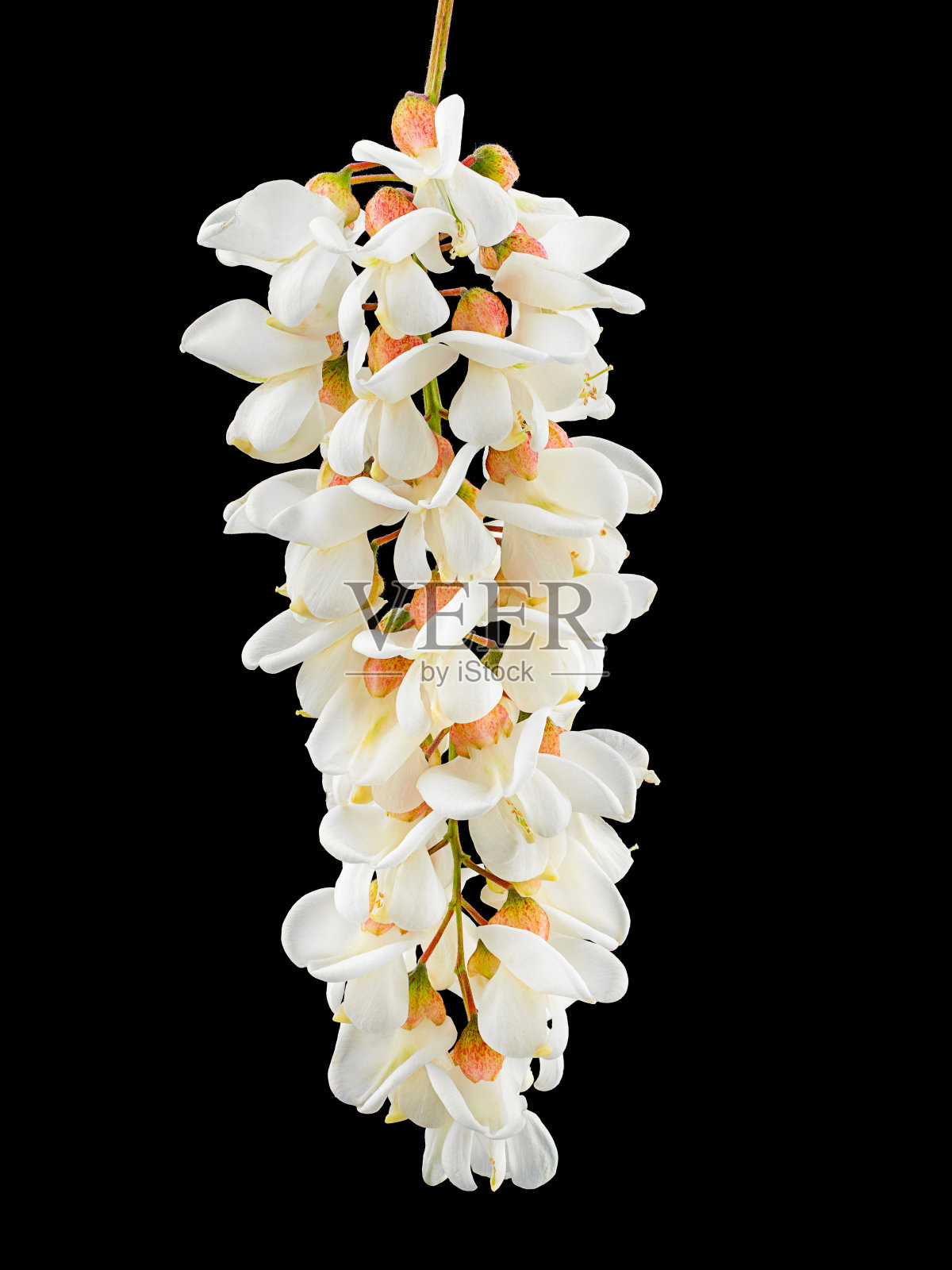 白色背景上盛开的假金合欢枝。盛开的金合欢丛。刺槐枝，刺槐，假刺槐。照片摄影图片